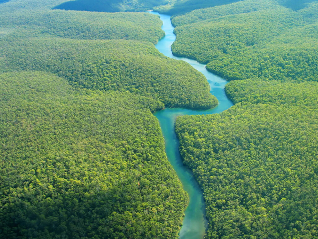 Amazon rainforest