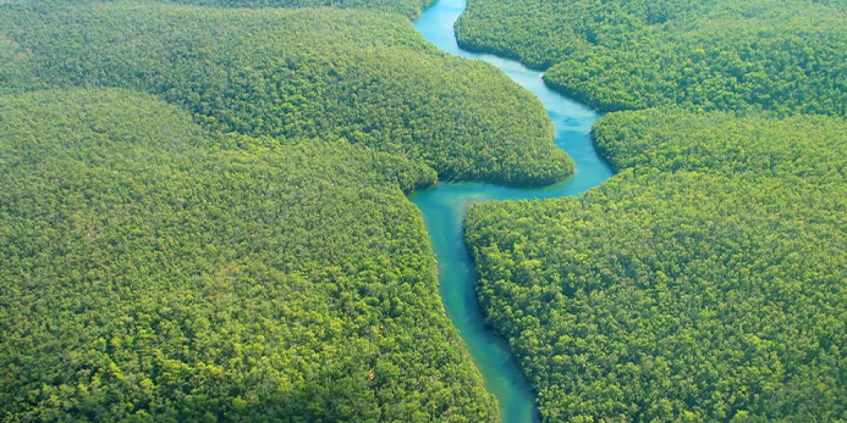 Amazon rainforest