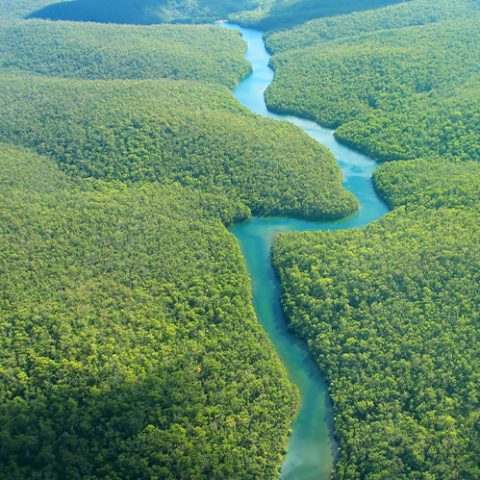 Amazon rainforest
