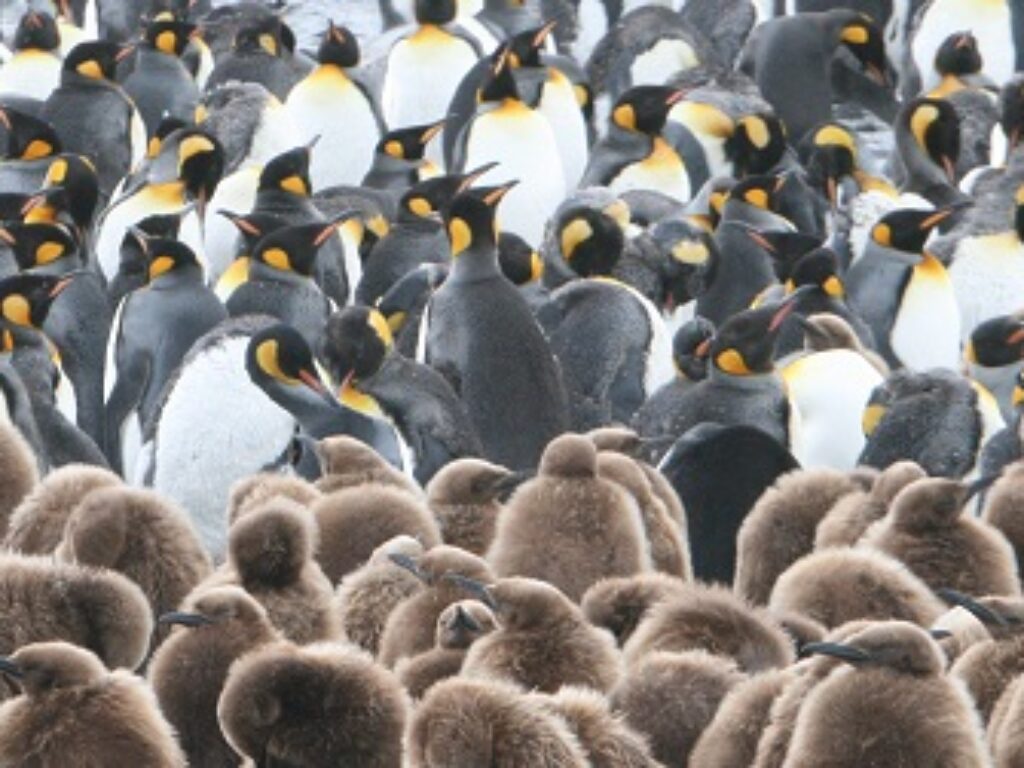 ANT_KingPenguinAndNursery_SylviaAndMartinJones_freewithcredit
