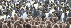 ANT_KingPenguinAndNursery_SylviaAndMartinJones_freewithcredit