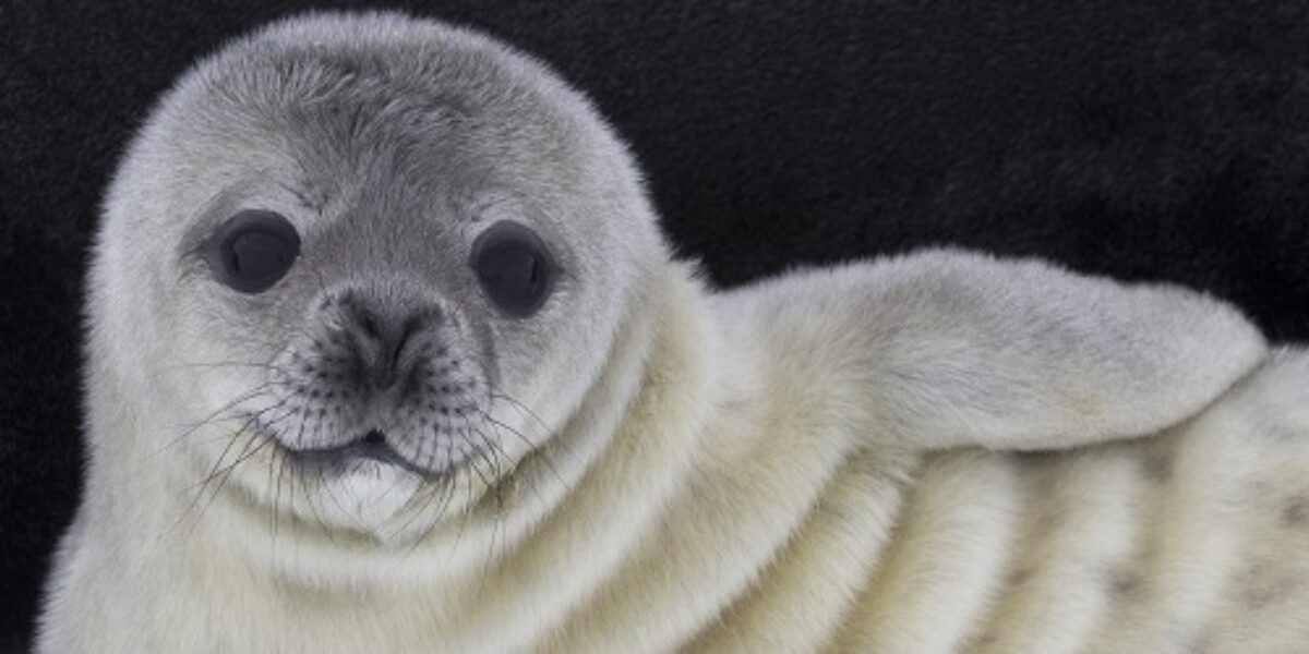 ANT_weddellSealPup_shutterstock198071225_freewithcredit