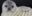 ANT_weddellSealPup_shutterstock198071225_freewithcredit