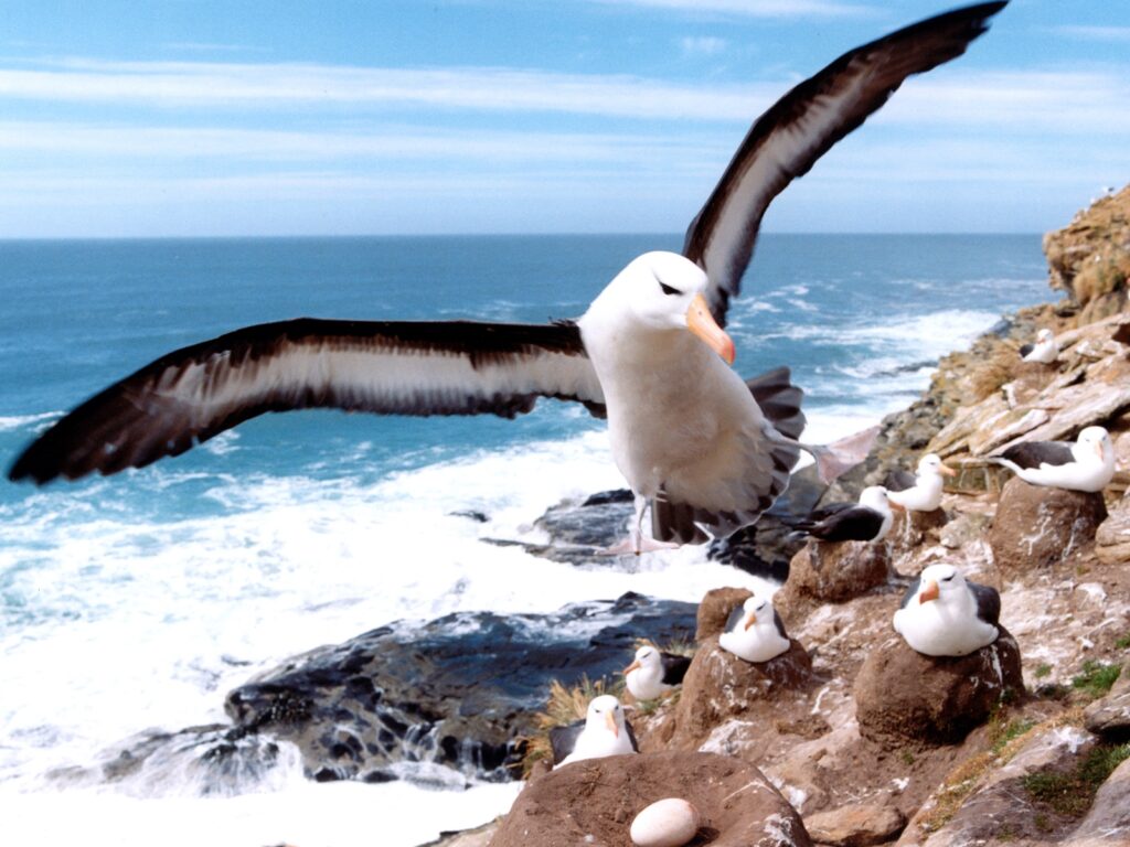 ECU_Albatross_WillR_freewithcredit