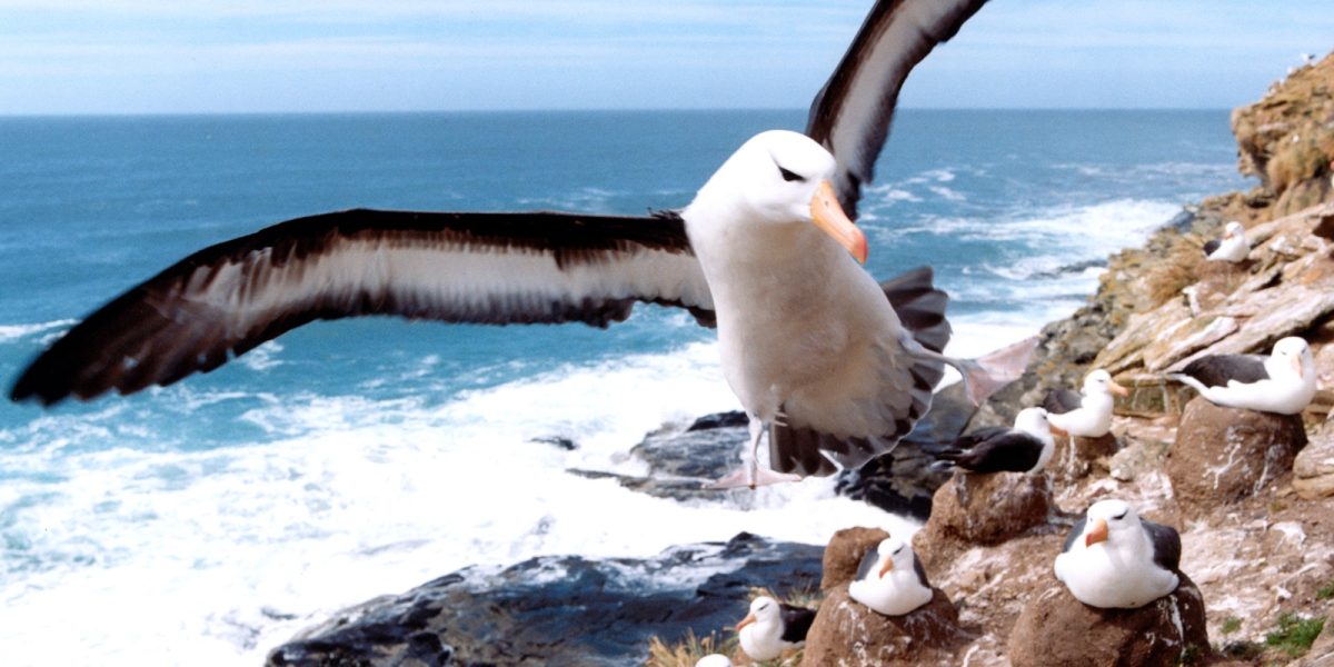 ECU_Albatross_WillR_freewithcredit