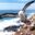 ECU_Albatross_WillR_freewithcredit