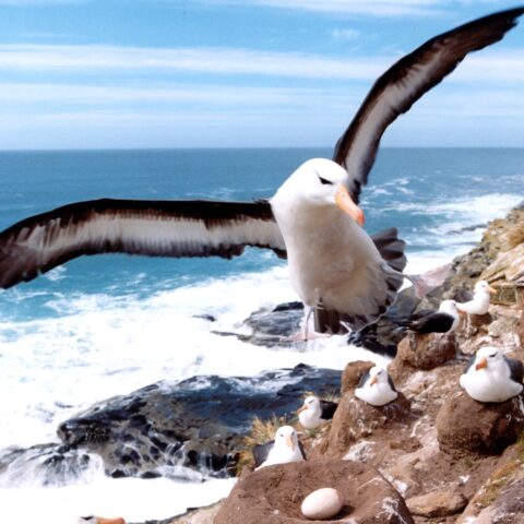 ECU_Albatross_WillR_freewithcredit