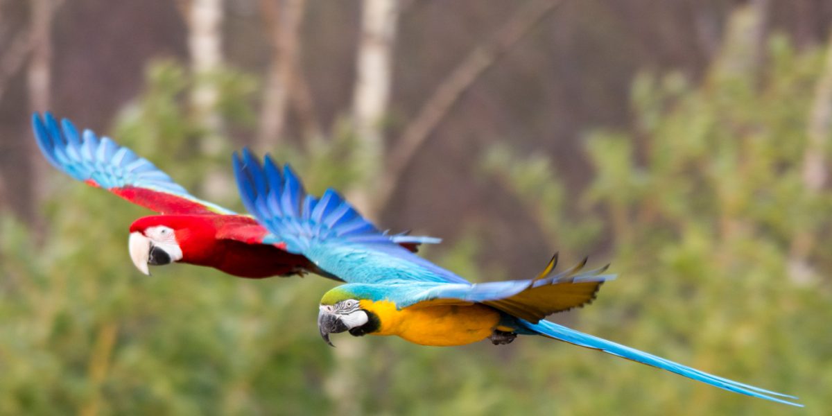 PER_Macasws_shutterstock178191452_freewithcredit