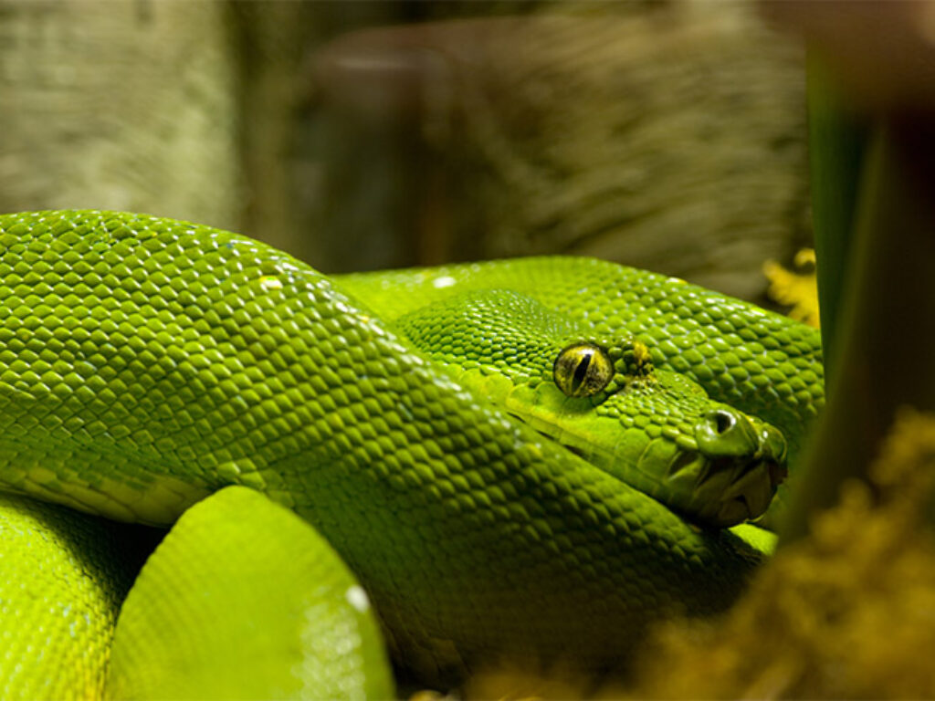 BRAZIL - AMAZONIAN SNAKE