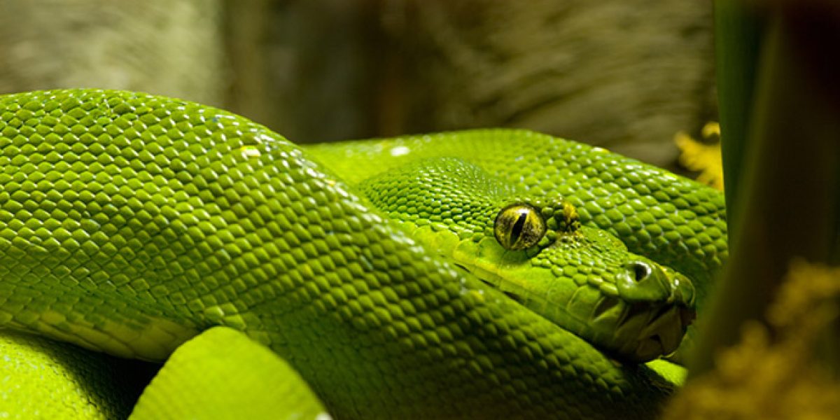 BRAZIL - AMAZONIAN SNAKE