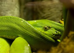 BRAZIL - AMAZONIAN SNAKE