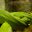 BRAZIL - AMAZONIAN SNAKE