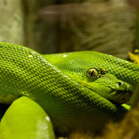 BRAZIL - AMAZONIAN SNAKE