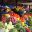 BOLIVIAN FRUIT AND VEGETABLE MARKET