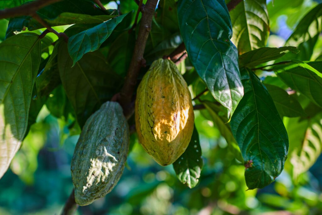 Cacao