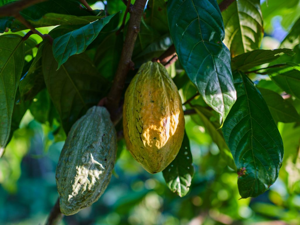 Cacao