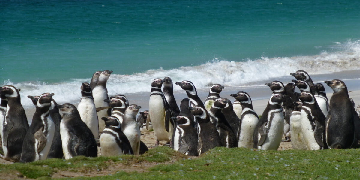 ARG_Falkland_FamTrip15_KM_free