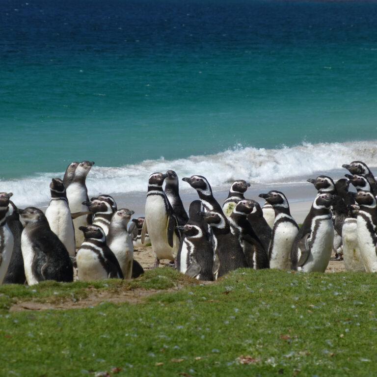 ARG_Falkland_FamTrip15_KM_free