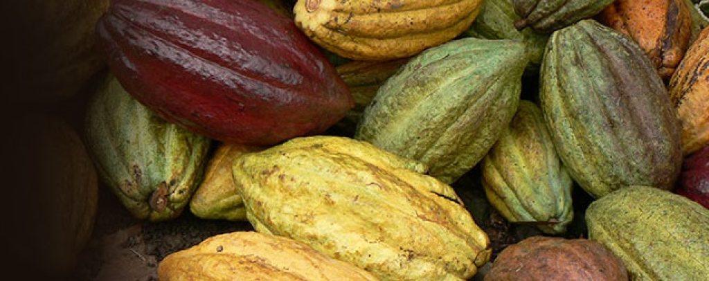 COS_Cacao_web_papagaioonly