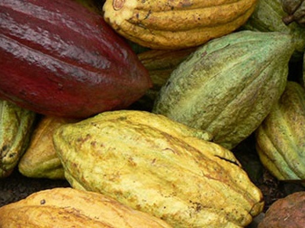 COS_Cacao_web_papagaioonly