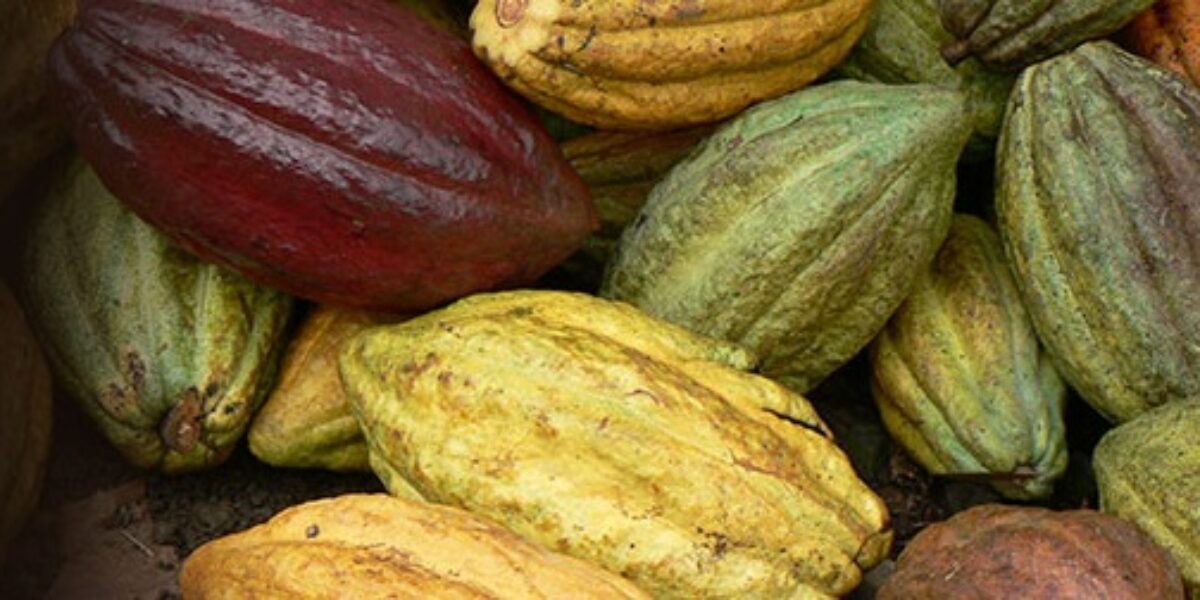 COS_Cacao_web_papagaioonly