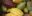 COS_Cacao_web_papagaioonly COS_Cacao_web_papagaioonly