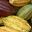 COS_Cacao_web_papagaioonly