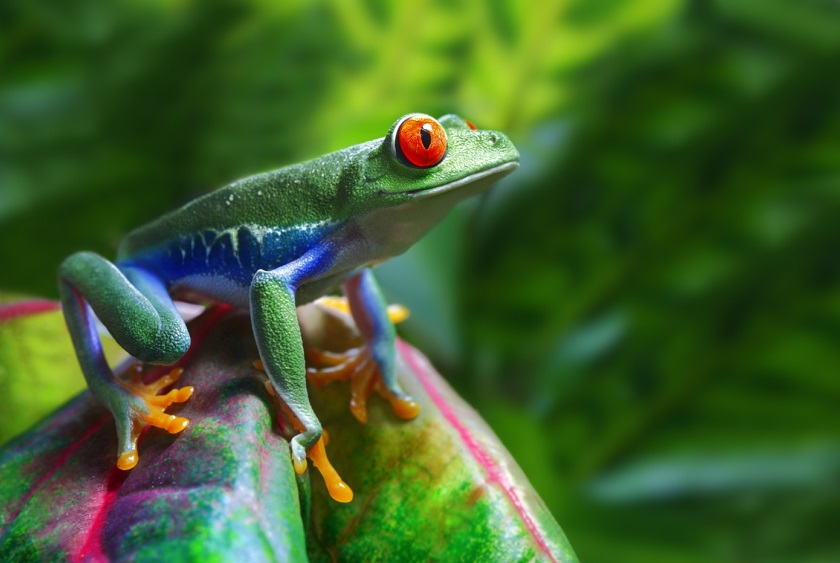 CostaRica_Monteverdeandthecloudforest_ShutterStock-2 (1)