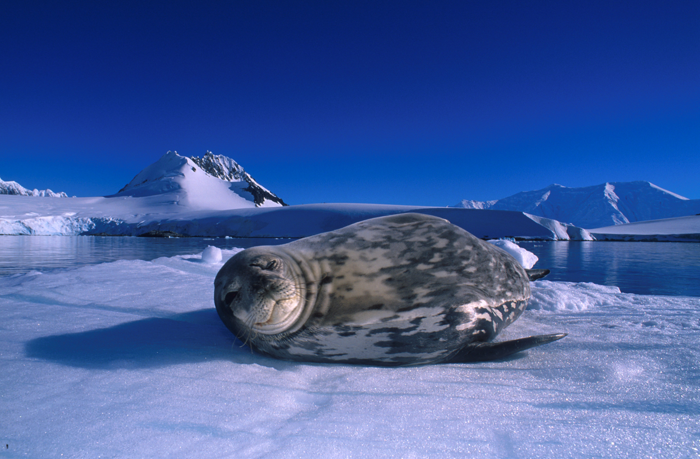 ANT_Seal_Oceanwide_freewithcredit