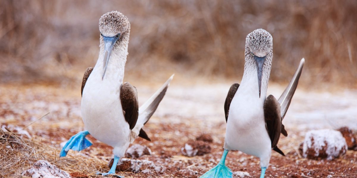 Blue Footed Booby