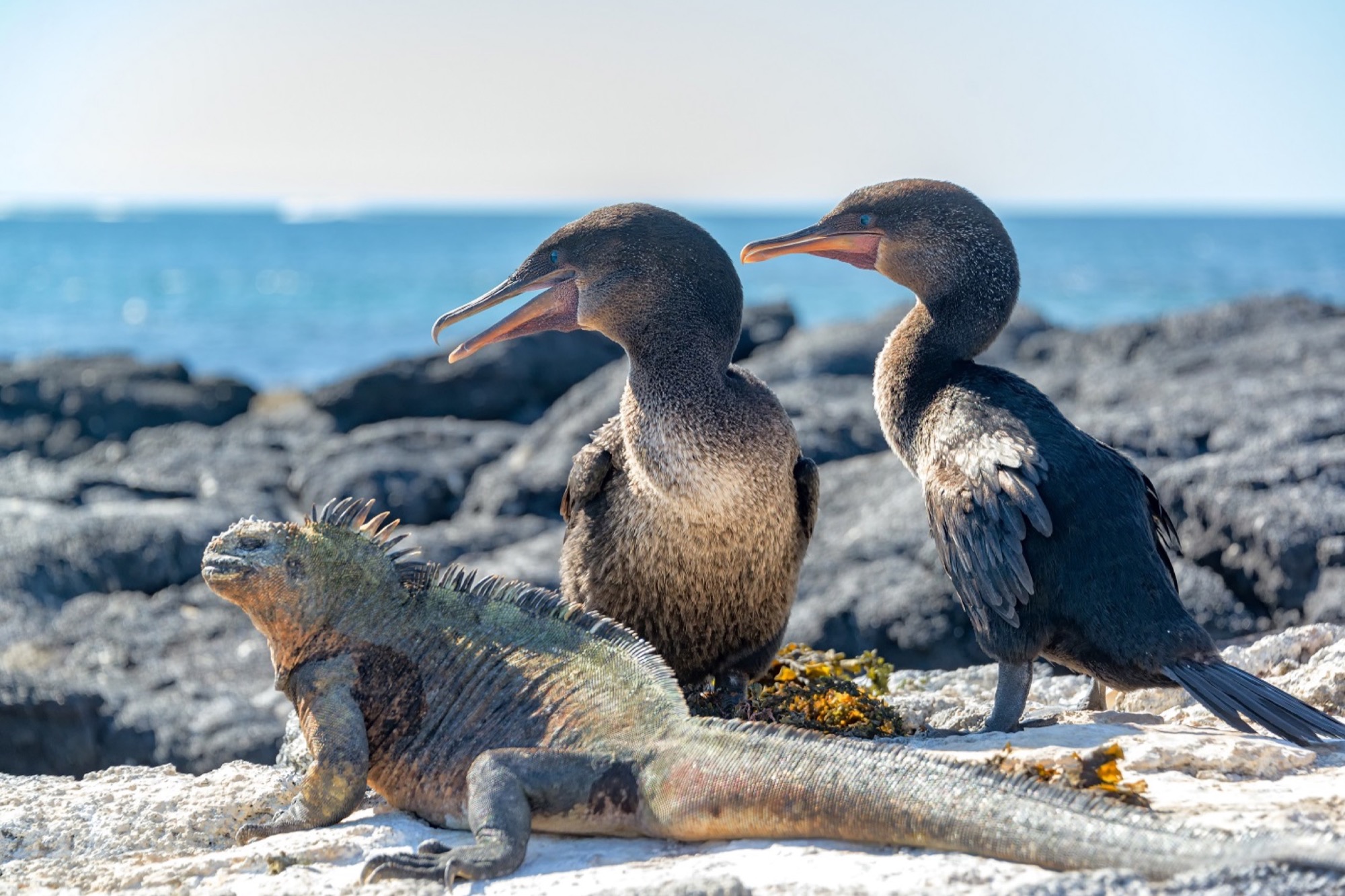 GAL_FlightlessCormorant_Shutterstock_289989365