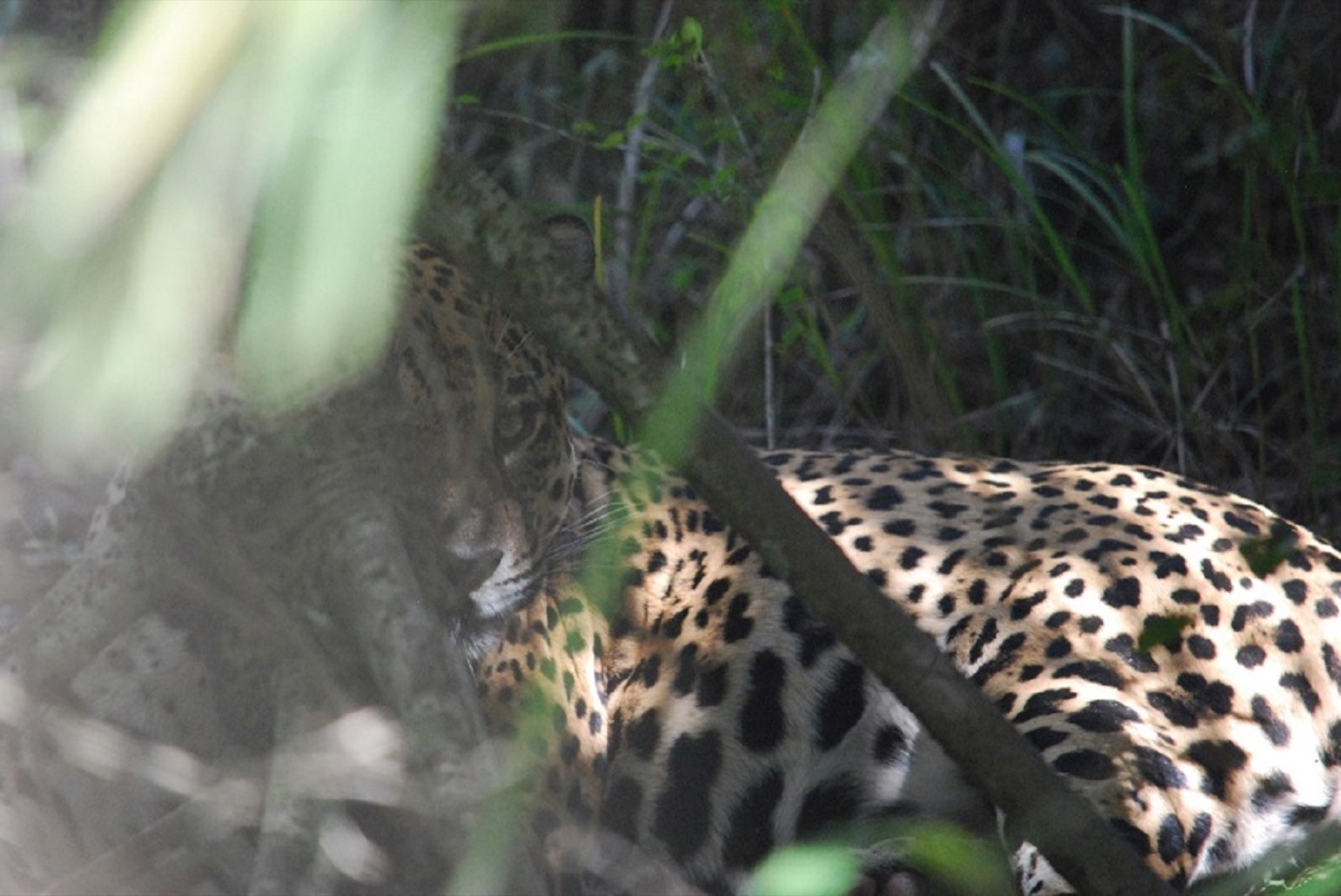 Jaguar Brazil