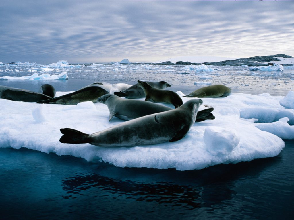 ANT_AntarcticCircle_iStock_000001462571_Free