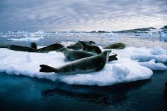 ANT_AntarcticCircle_iStock_000001462571_Free