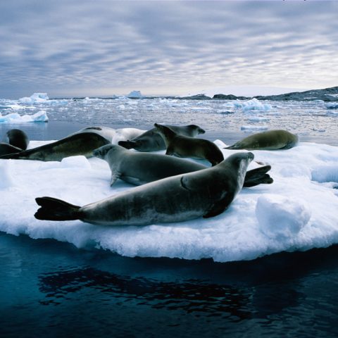 ANT_AntarcticCircle_iStock_000001462571_Free