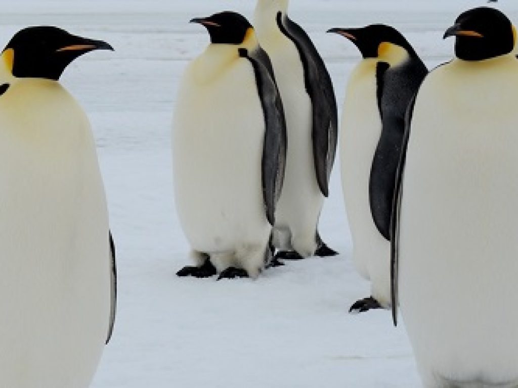 ANT_EmperorPenguins_Oceanwide_freewithcredit