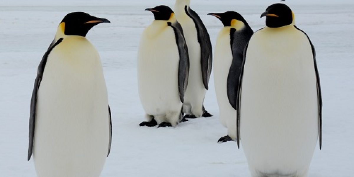ANT_EmperorPenguins_Oceanwide_freewithcredit