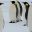 ANT_EmperorPenguins_Oceanwide_freewithcredit