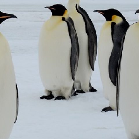 ANT_EmperorPenguins_Oceanwide_freewithcredit