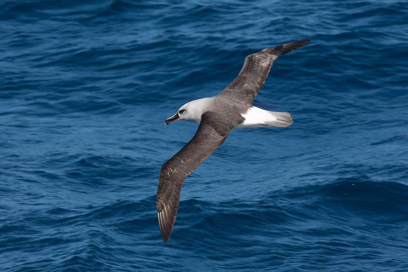 ANT_GreyHeadedAlbatross_Oceanwide_freewithcredit