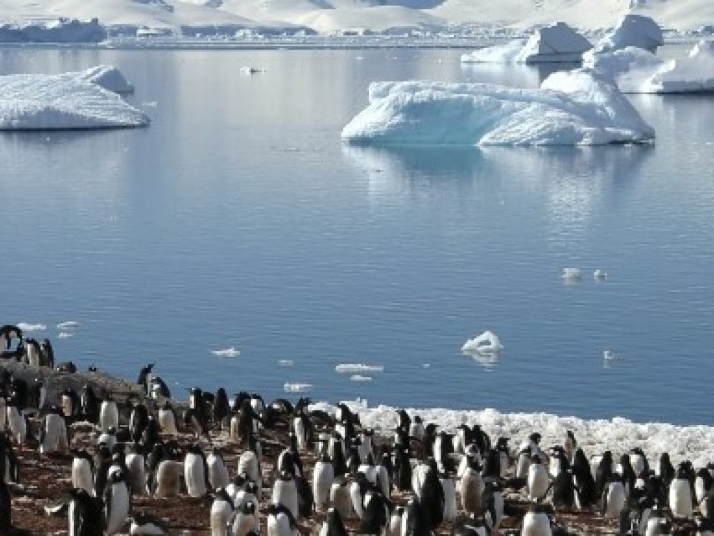 ANT_kingpenguins_istock_freewithcredit