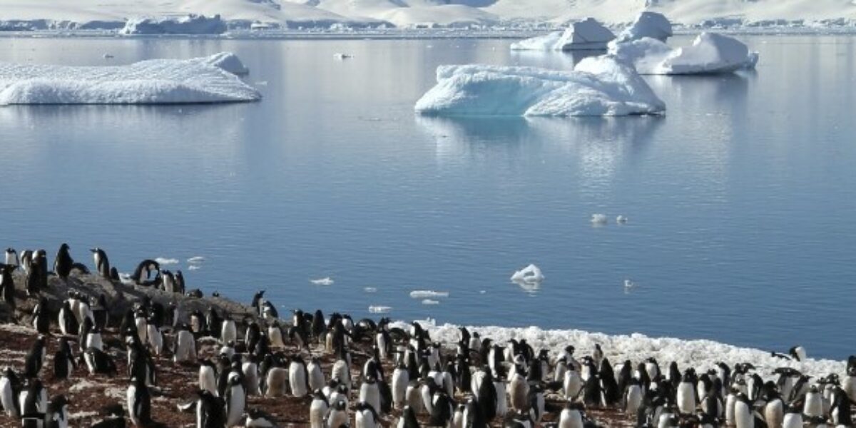 ANT_kingpenguins_istock_freewithcredit