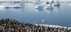 ANT_kingpenguins_istock_freewithcredit