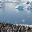 ANT_kingpenguins_istock_freewithcredit
