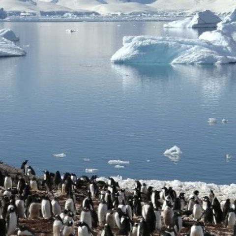 ANT_kingpenguins_istock_freewithcredit