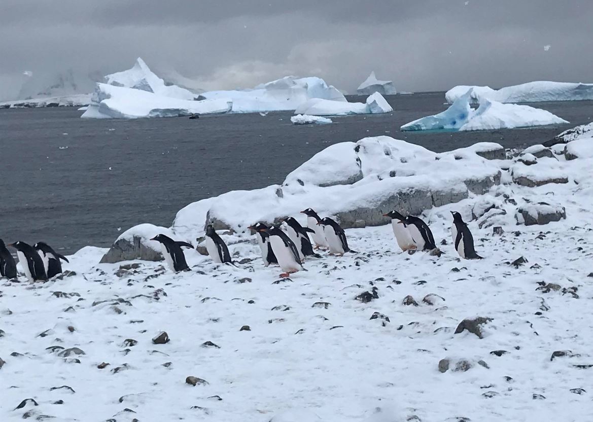 ANT_penguins