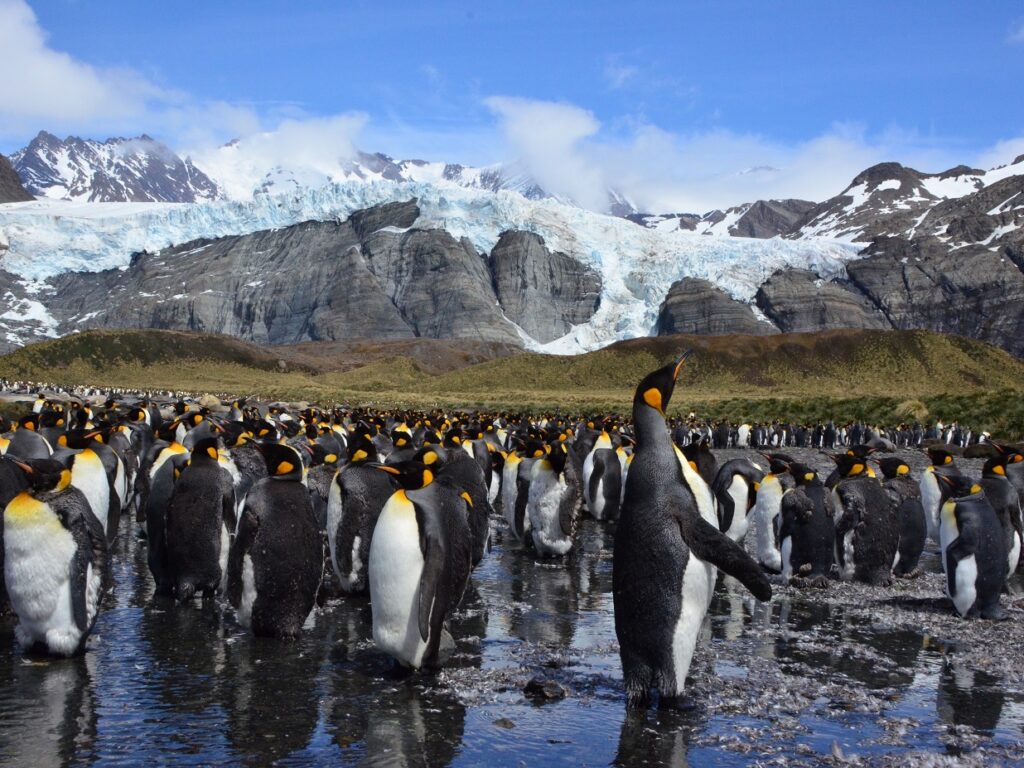 King penguins in Gold Harbour, South Georgia
