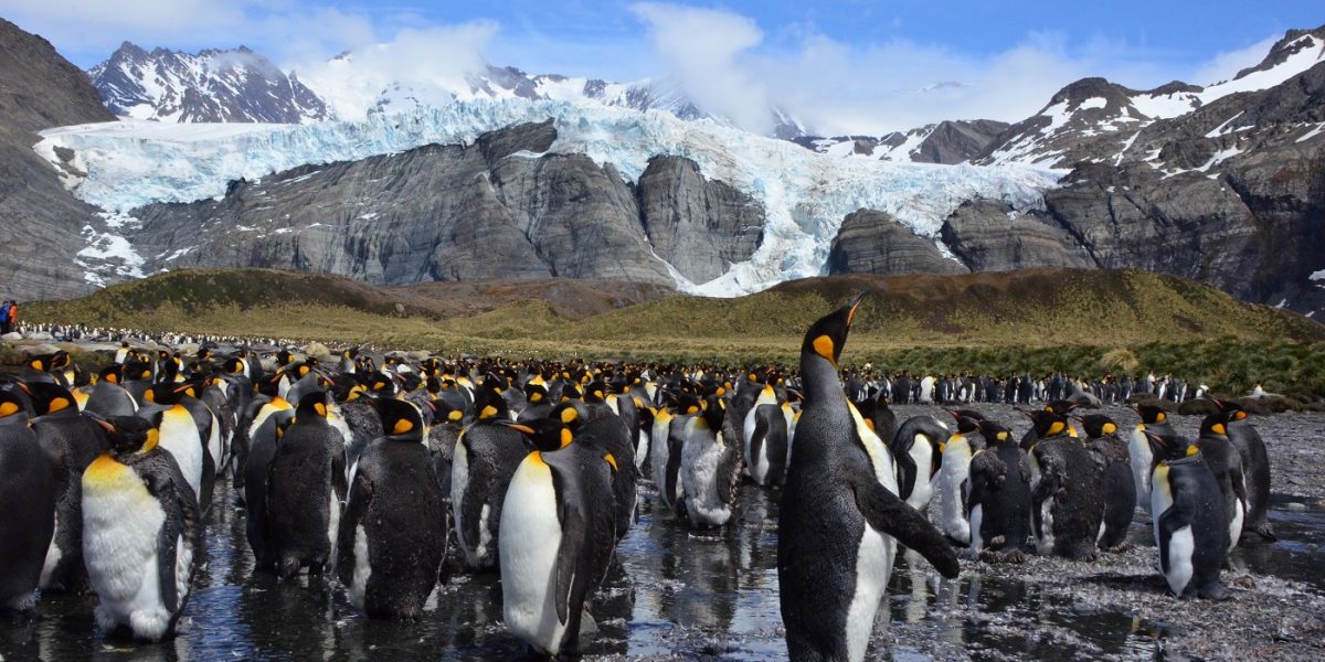 King penguins in Gold Harbour, South Georgia