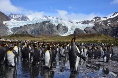 King penguins in Gold Harbour, South Georgia
