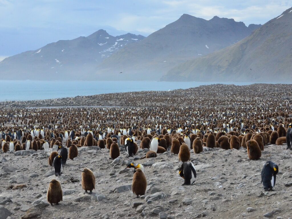 penguins
